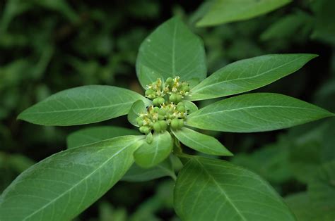 Euphorbia heterophylla (Euphorbiaceae) image 30612 at PhytoImages.siu.edu