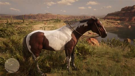 Red Dead Redemption 2 - Tobiano American Paint Horse - YouTube