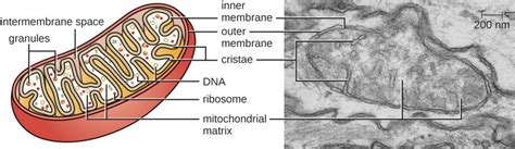 3.4 Unique Characteristics of Eukaryotic Cells – Microbiology: Canadian Edition