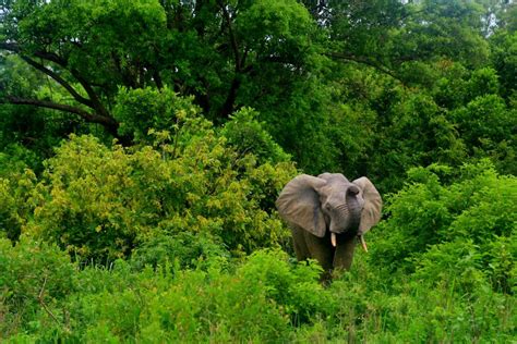 13 Wild Animals in Guinea [Wildlife in Guinea] - Kevmrc