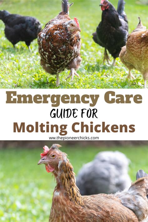 Emergency care for molting chickens – Artofit