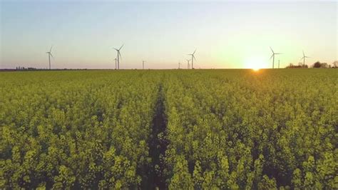 Canola Rapeseed Field. Aerial Drone Shot., Stock Footage | VideoHive