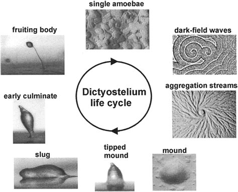 Dictyostelium life cycle. Shown are single amoebae, darkfield waves ...