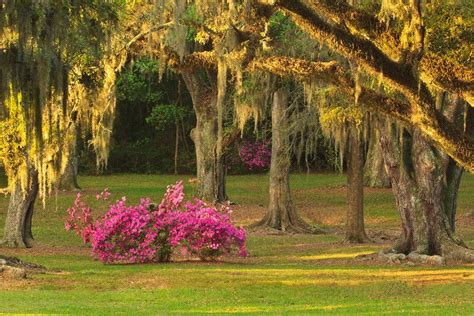 Avery Island, Louisiana's Jungle Gardens Blooming Spring - Digital Grin Photography Forum ...