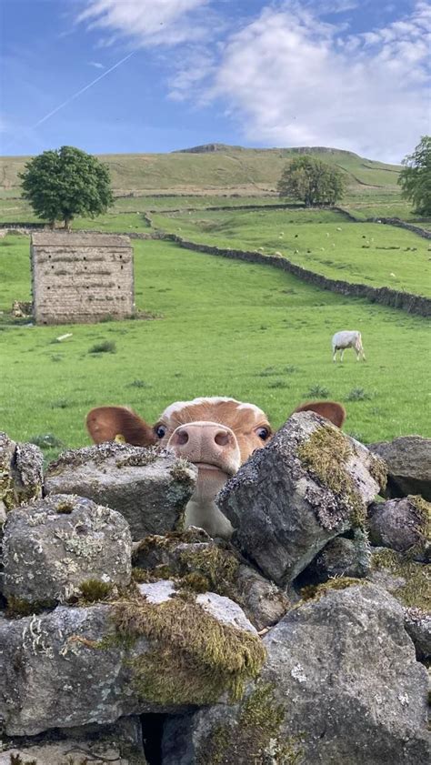 * Upper Wensleydale Yorkshire Dales | Fotos de vacas, Naturaleza fotos ...