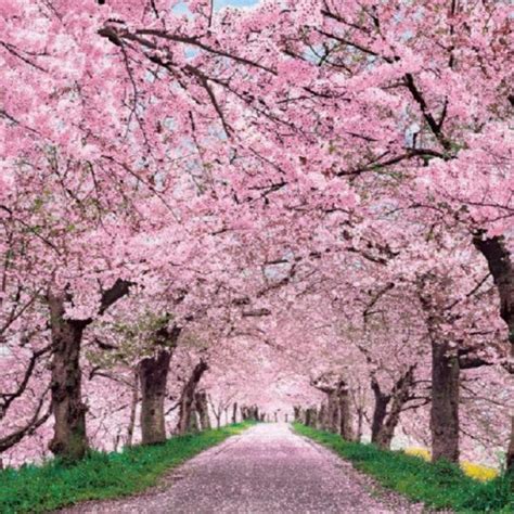 10 New Japanese Cherry Blossoms Wallpaper FULL HD 1080p For PC Desktop 2023