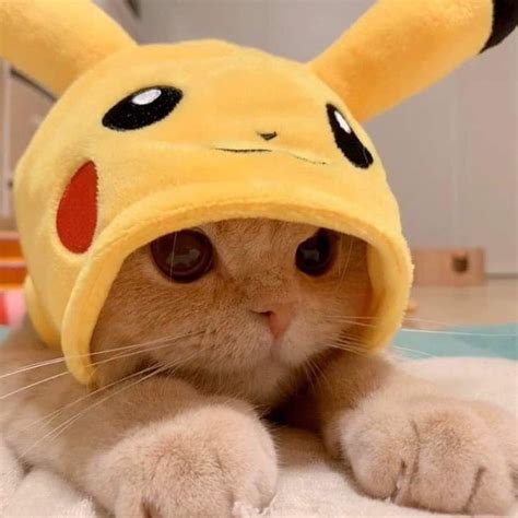 Pin by Jomjam on Dog | Cute baby cats, Pikachu cat, Cute cat wallpaper