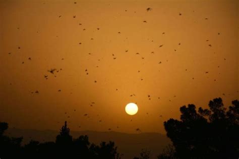 Locust Swarm Invasion In Africa (15 pics)