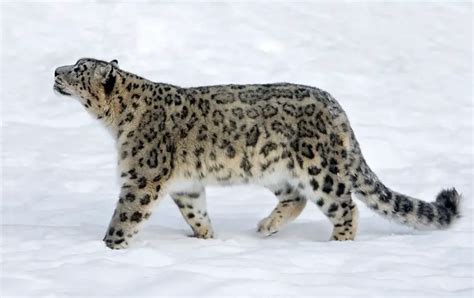 What Family Do Snow Leopards Belong To