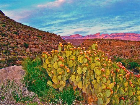 Blind Prickly Pear Cacti In Chihuahuan Desert Of Big Bend National Park-texas Photograph by Ruth ...