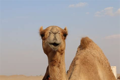 How Much Water Does a Camel Drink? Facts & FAQ | Pet Keen