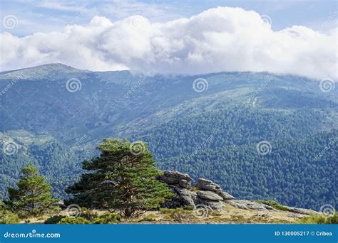 Evergreen Forest Landscape of the Iberian Peninsula Stock Image - Image ...