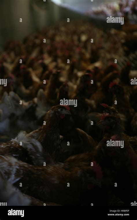 chicken are kept for egg production Stock Photo - Alamy