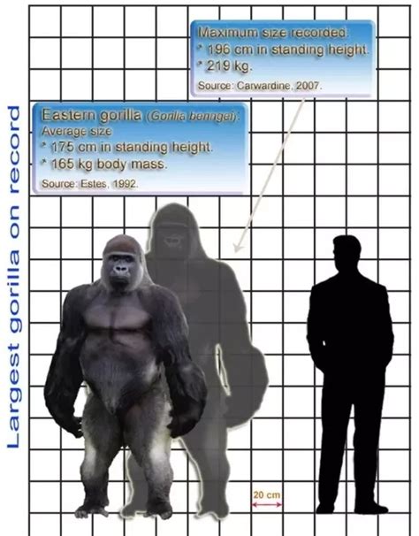 What is the Average Size of a Silverback Gorilla? - Primates Park