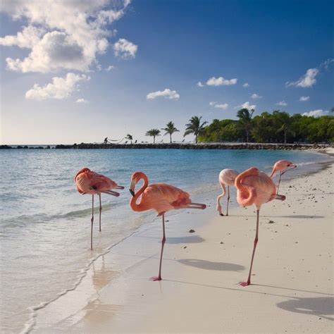 Flamingo Walking Along Beach | Caribbean beaches, Beautiful beaches, Beach