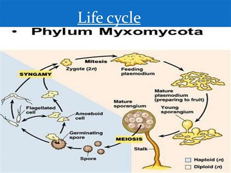 Myxomycota