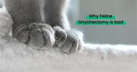 Why Feline Onychectomy Is Bad - I Love Veterianry