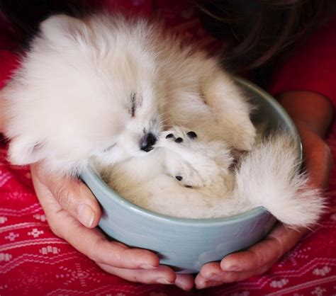 12 Reasons Why You Should Never Own Pomeranians