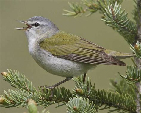 Tennessee warbler - Alchetron, The Free Social Encyclopedia