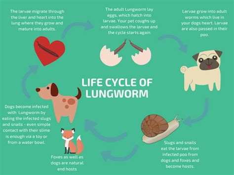 Can You Prevent Lungworm In Dogs