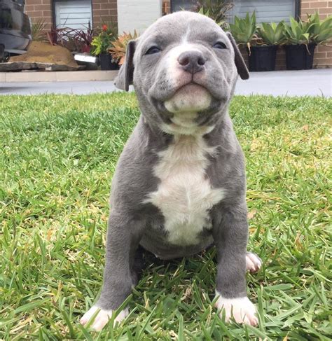 American Staffy PURE (Blue) Puppies For Sale