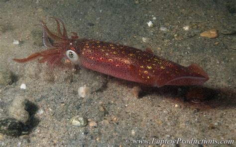 Longfin inshore squid showing off its red color scheme | Laptew Productions