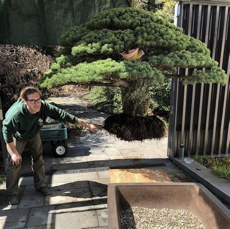 Repotting the World-Famous Yamaki Pine — National Bonsai Foundation