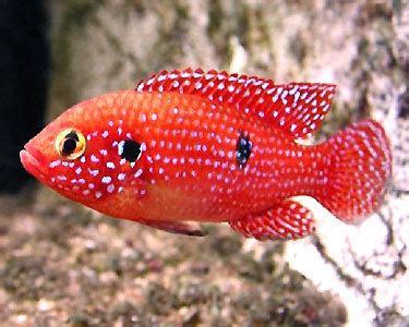 Jewel cichlid - Alchetron, The Free Social Encyclopedia