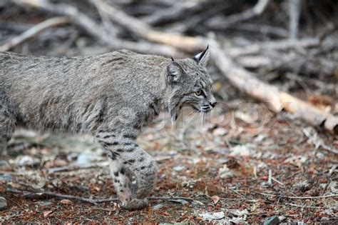 Bobcat hunting in Yosemite | Stock image | Colourbox