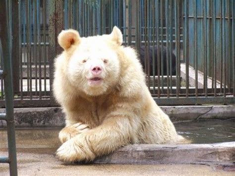 albino bear | Melanistic animals, Albino, Albino animals