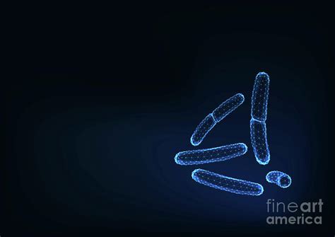 Bacilli Bacteria Photograph by Inna Bigun/science Photo Library | Fine Art America