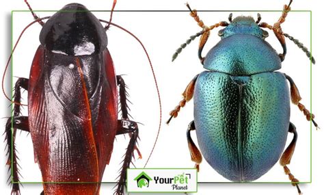 Cockroach and Beetle | Key Differences - Your Pet Planet