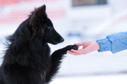 How A Dog Aggression Training Program Will Tackle Your Dog’s Behavior ...