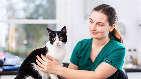 Cat-Only Clinics | Local Vets in Birmingham - Fivelands Veterinary Centre