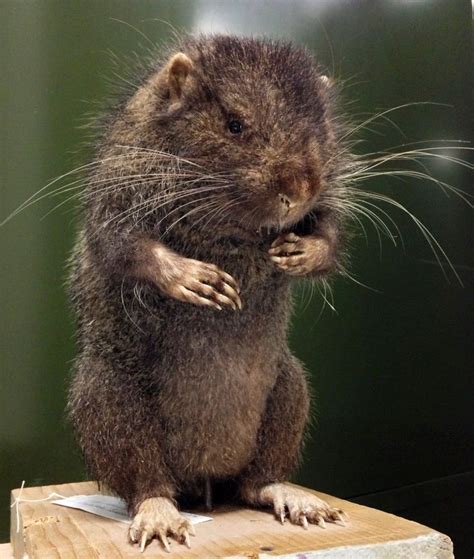 Mountain Beaver (sewellel), Pacific Northwest | Animal book, Mammals ...