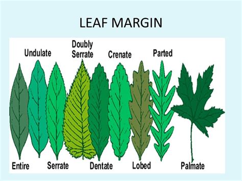 Types Of Leaf Margins