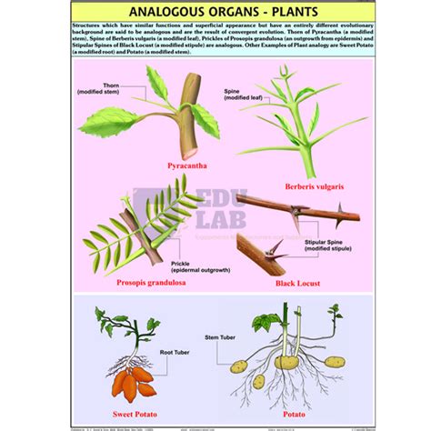 Homologous Organs Plants Chart Manufacturer, Supplier & Exporter in India, Brazil, Mexico ...