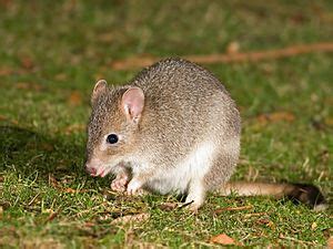 Eastern bettong Facts for Kids