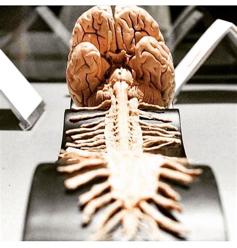 Real Human Brain And Spinal Cord