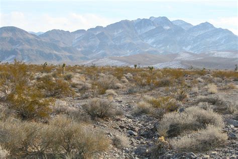 ‘Big Data’ Shrub Census | Jackson School of Geosciences | The University of Texas at Austin