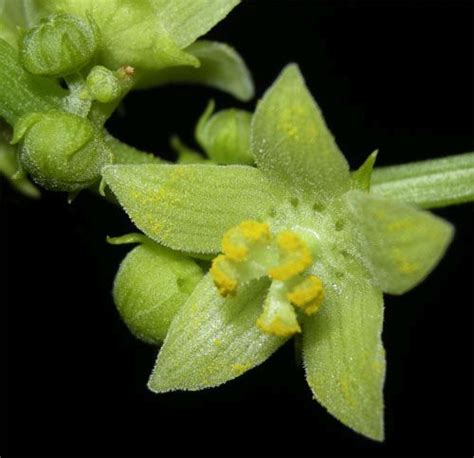 Costa Rican Chayote, Sechium edule: Food Crop Pollination By Hummingbirds