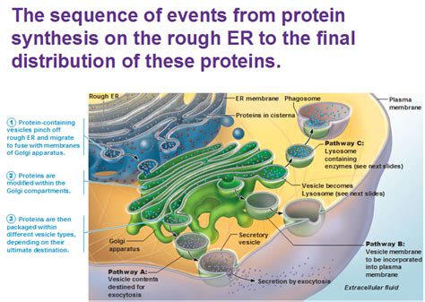 The building blocks of cells - Antranik.org