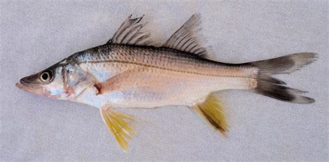 Snook Family Photographs, and Information – Centropomidae | Mexico ...