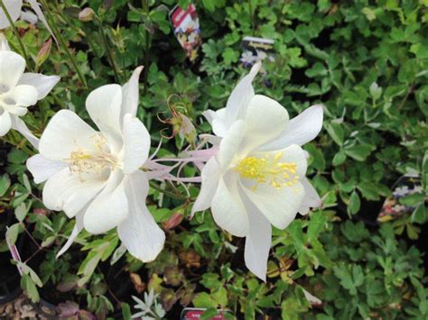 Aquilegia hybrida Songbird | Wholesale Nursery - Nurseries in Melbourne ...