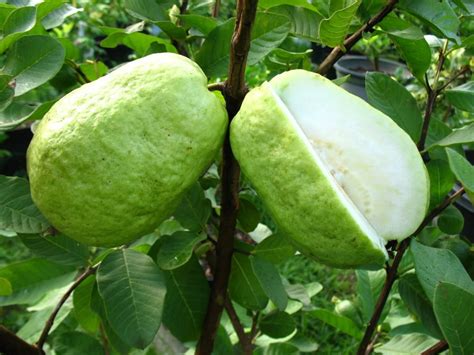 Pin by JPoeloeng on X1 - Fruits | Guava tree, Fruit tree nursery, Fruit ...