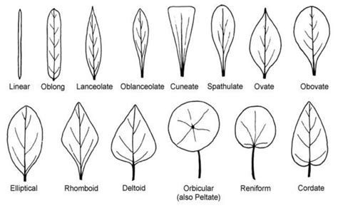 leaf shapes - Google Search