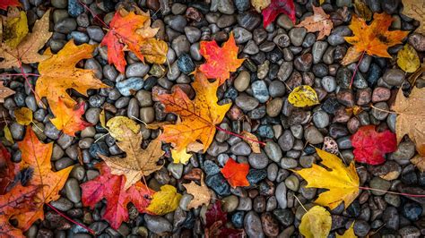 nature, leaves, stones, stone, fall, wet, water drops, fallen leaves ...