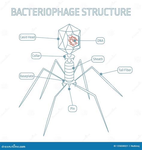 Bacteriophage Structure Isolated on White Background Stock Vector - Illustration of infection ...