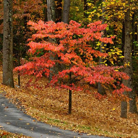 Cherokee Chief Dogwood Trees for Sale | BrighterBlooms.com