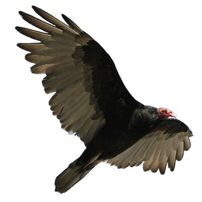 Turkey Vulture Flying transparent PNG - StickPNG